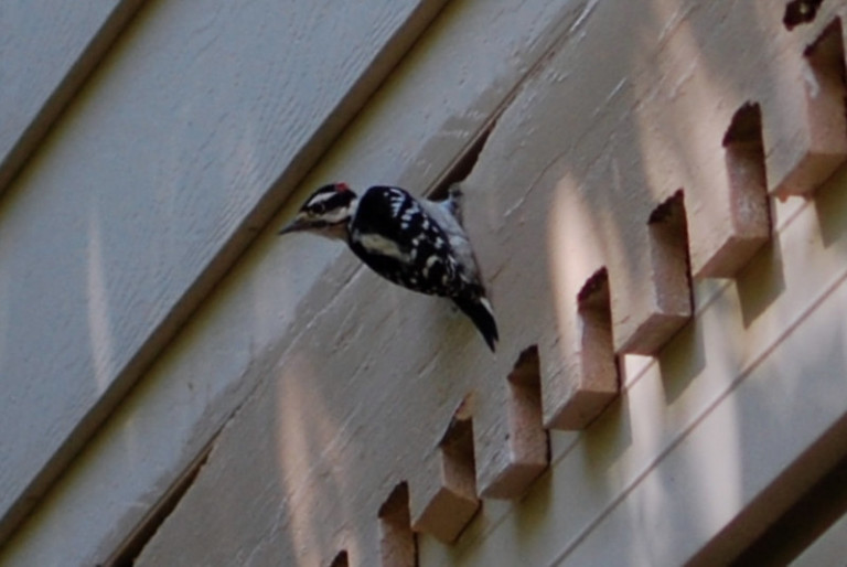 What To Do About Woodpecker Siding Damage