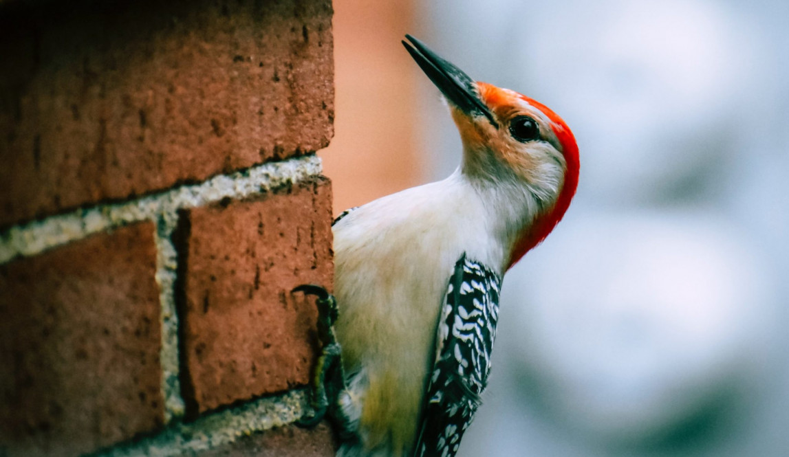 Woodpecker Damage Repair